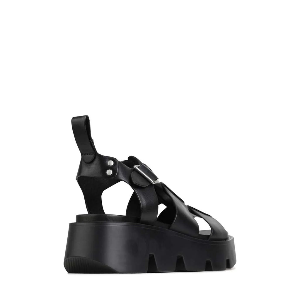 Kailan (Black)