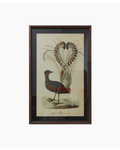 Lyre Bird Wall Art