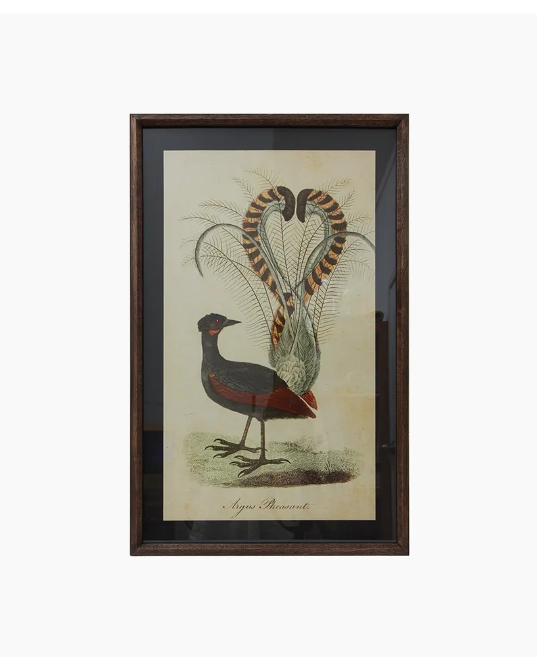 Lyre Bird Wall Art